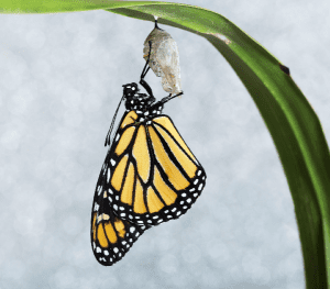 monarch butterfly kit STEM 